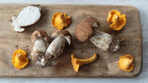 Elevating Dining Experiences: The Rise of Mushroom Edibles